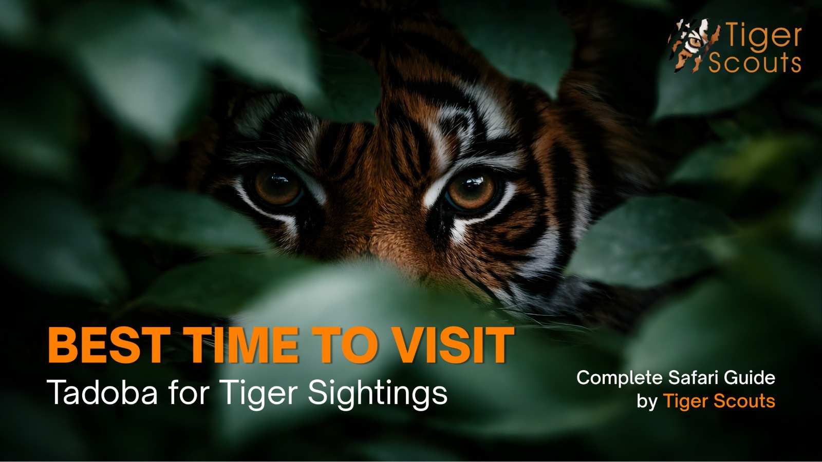 Close-up of Bengal tiger eyes through green forest leaves in Tadoba Andhari Tiger Reserve – Best time for tiger sightings