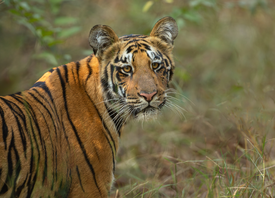 Bandhavgarh Tiger