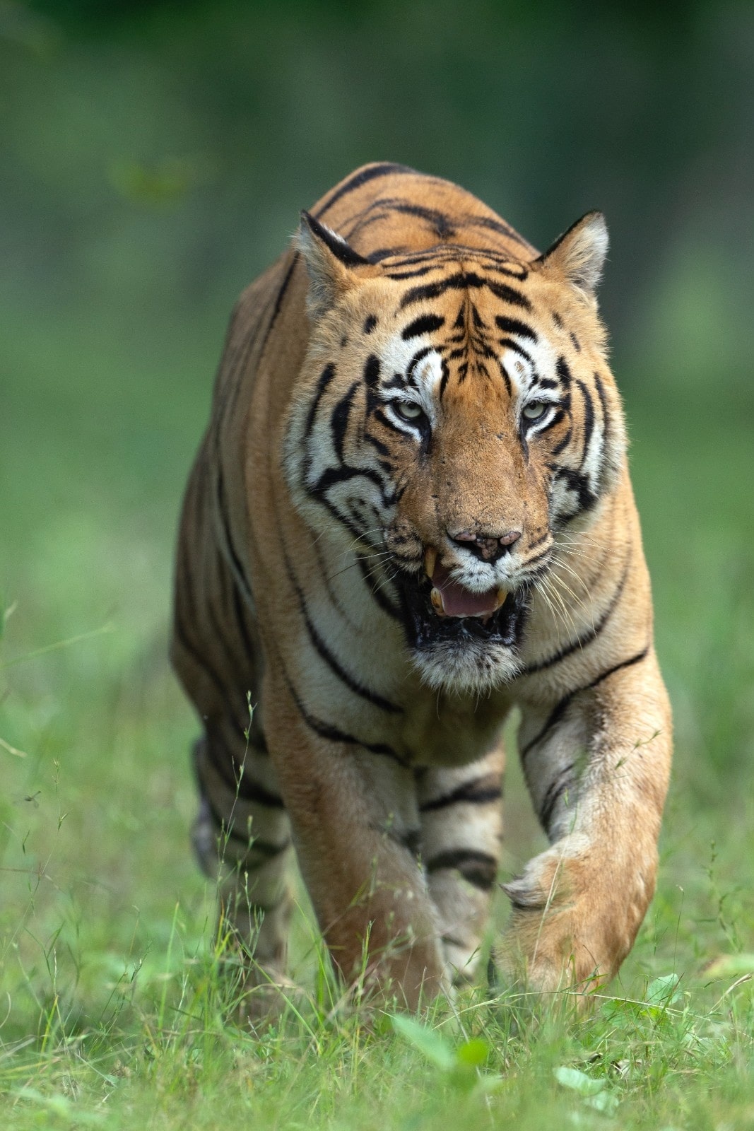 Bandhavgarh Tiger