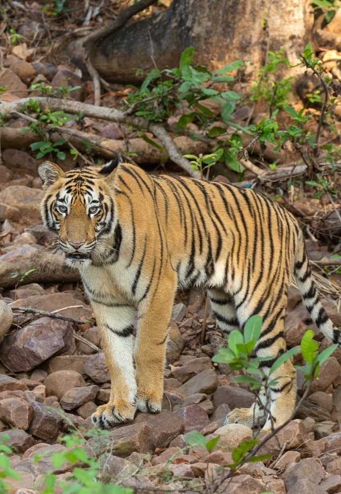 Bandhavgarh Tiger